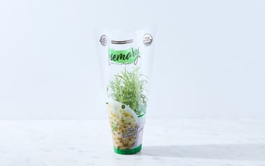 Organic Living Rosemary Plant
