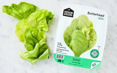Butterhead Lettuce
