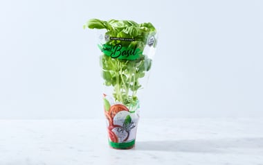 Large Living Basil Plant