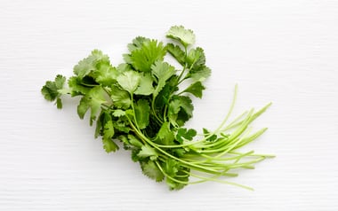 Pinch of Organic Cilantro