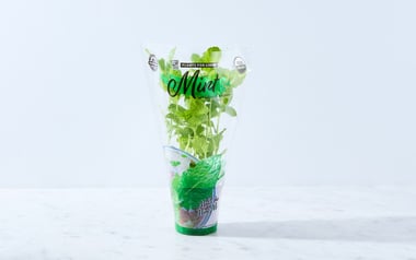 Organic Living Mint Plant