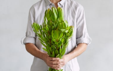 Green Leucadendron