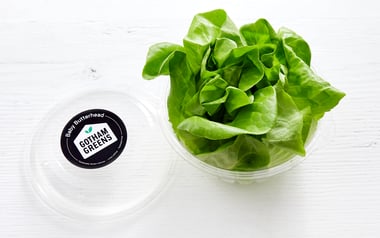 Butterhead Lettuce