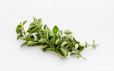 Pinch of Organic Oregano