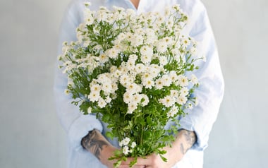 Organic Feverfew