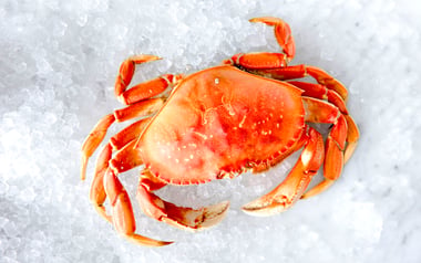 Whole Cooked Wild California Dungeness Crab