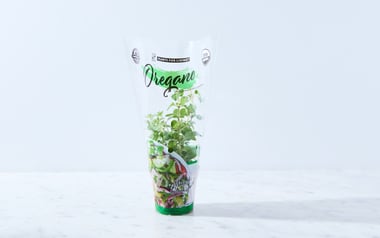 Organic Living Oregano Plant