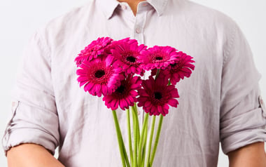 Magenta Gerberas Daisy