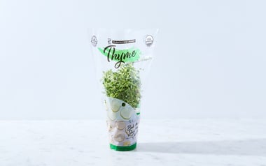 Organic Living Thyme Plant