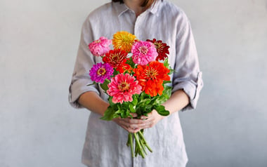 Organic Zinnias