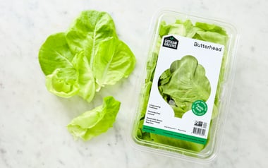 Butterhead Lettuce Family Pack