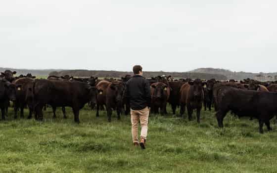 Altair Wagyu