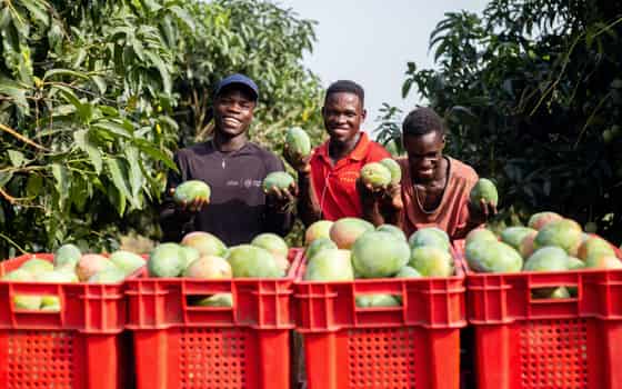 Mavuno Harvest