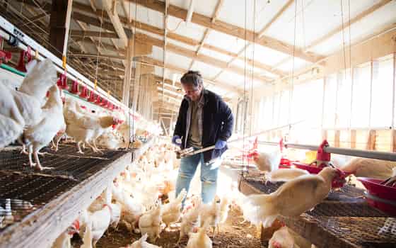 Petaluma Egg Farm